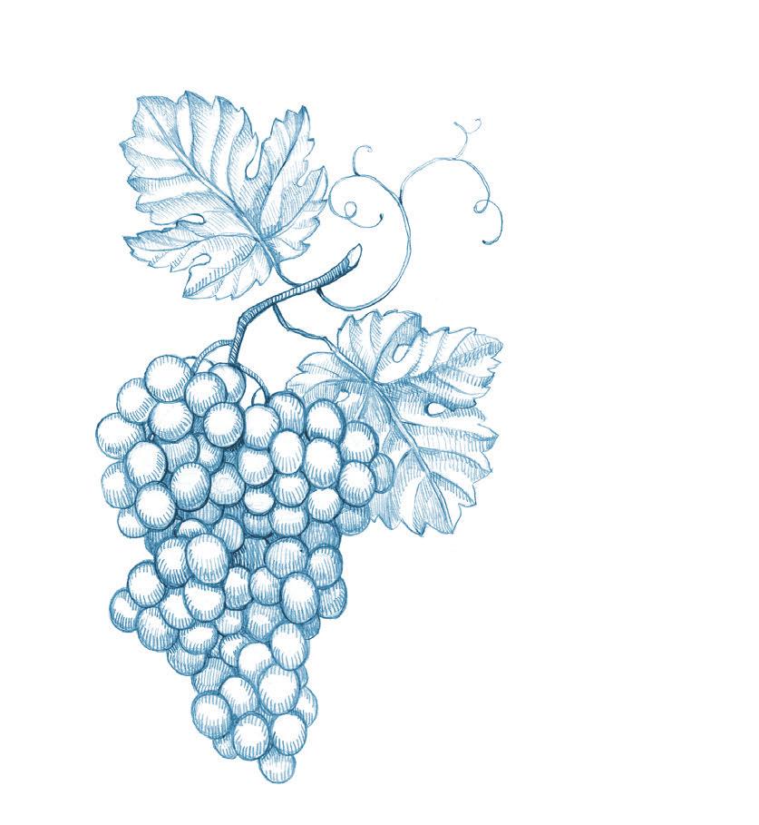 Οίνος Λευκός Μικρός Βοργιάς 23.00 Mikros Vorgias Sauvignon Blanc, Chardonnay Sauvignon Blanc, Chardonnay Άδολη Γης 27.
