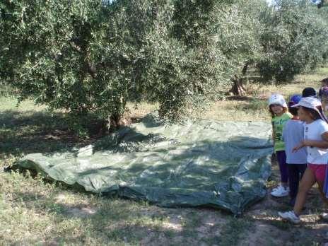 ΔΡΑΣΤΗΡΙΟΤΗΤΕΣ ΕΞΩ ΑΠΟ ΤΗΝ ΤΑΞΗ Οι επισκέψεις που έγιναν για την πραγματοποίηση του σχεδίου εργασίας ήταν: Σε ελαιώνα όπου είδαμε τα ελαιόδεντρα, μαζέψαμε ελιές, στρώσαμε ελαιόπανο, δοκιμάσαμε να