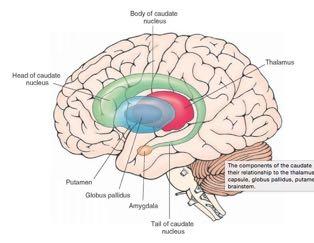Putamen + Caudate Nucleus form a
