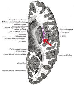Claustrum A thin, irregular mass of gray matter.
