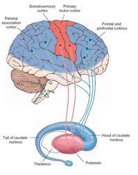 The projections from different cortical areas are segregated, such that the frontal lobe projects predominantly to the caudate