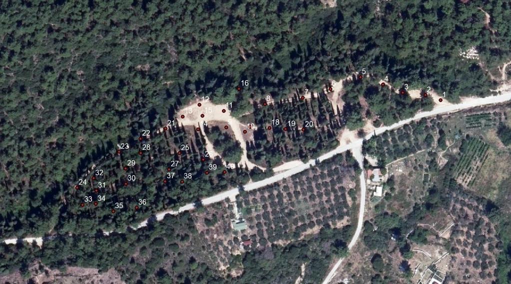 δ) αποτύπωση σημείων κάτω από υψηλό δάσος πεύκης της συστάδας 2β του δημοσίου δασικού Συμπλέγματος Συμβόλου όρους Καβάλας και ε) αποτύπωση σημείων κάτω από υψηλό δάσος κυπαρισσιού της συστάδας 2β του
