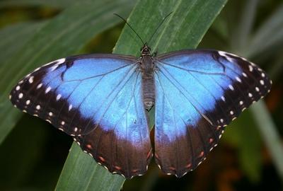 motýľa Morpho