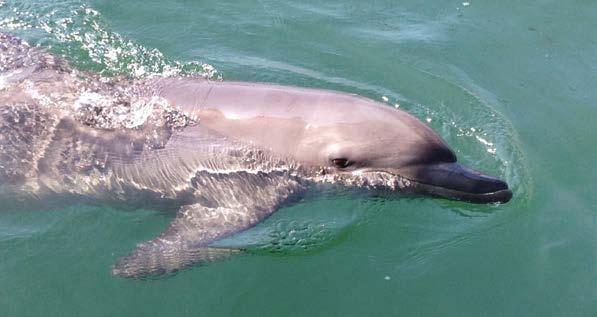 DOLPHIN INTERACTION ΕΠΙΣΚΕΨΗ ΣΤΑ ΔΕΛΦΙΝΙΑ Έναρξη: 09:00 ή 12:30 ή 15:00 Διάρκεια: 3.5 ώρες Προτεινόμενη ημερομ.