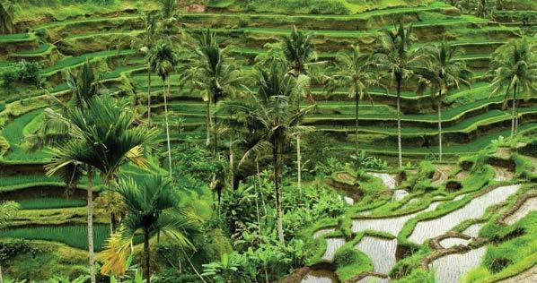 FULL DAY BEST OF UBUD - ΤΑΝΑΗ LOT - TIR- TA EMPUL TEMPLE - RICE FIELDS - MONKEY FOREST - BLANCO MUSEUM ΟΛΟΗΜΕΡΗ ΕΚΔΡΟΜΗ ΣΤΟ UBUD Έναρξη: 08:30 Διάρκεια: 9 ώρες Προτεινόμενη ημερομ.