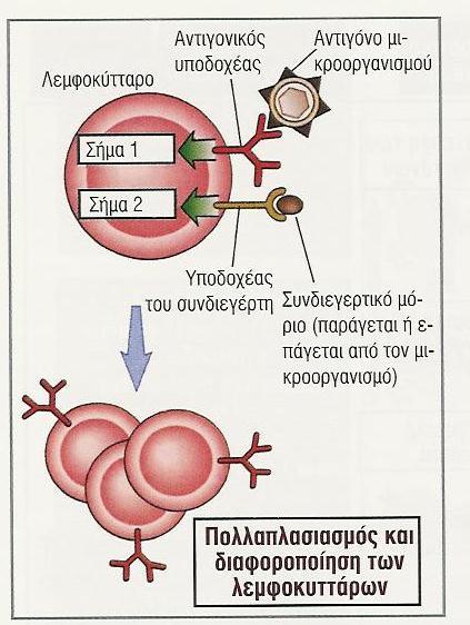 Απαιτείται και δεύτερο σήμα για την ενεργοποίηση των λεμφοκυττάρων Εξασφαλίζει απάντηση μόνο σε λοιμογόνους παράγοντες Το δεύτερο σήμα το προσφέρει το C3d, προϊόν