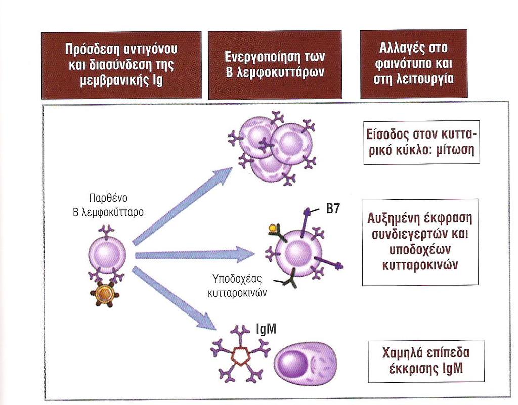Οι λειτουργικές συνέπειες της ενεργοποίησης των Β κυττάρων (από αντιγόνο