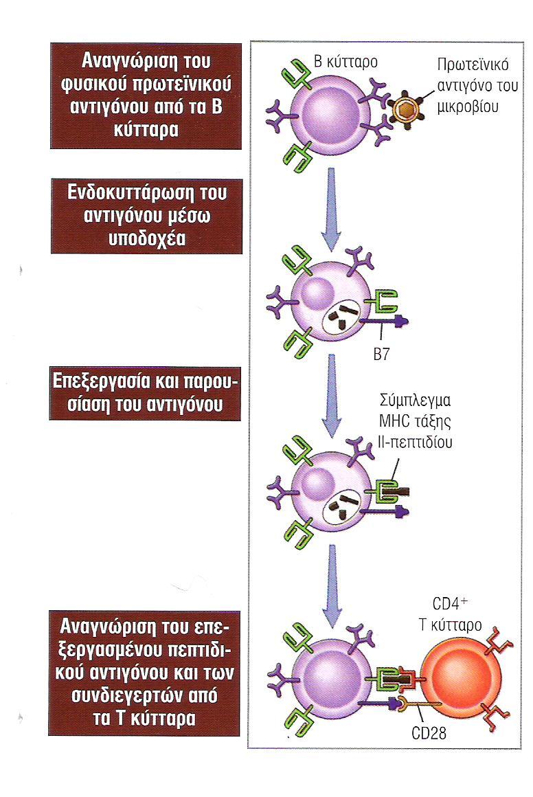 Η παρουσίαση του αντιγόνου από τα Β στα Τ Η κύτταρα Β κύτταρα: πολύ αποτελεσματικά