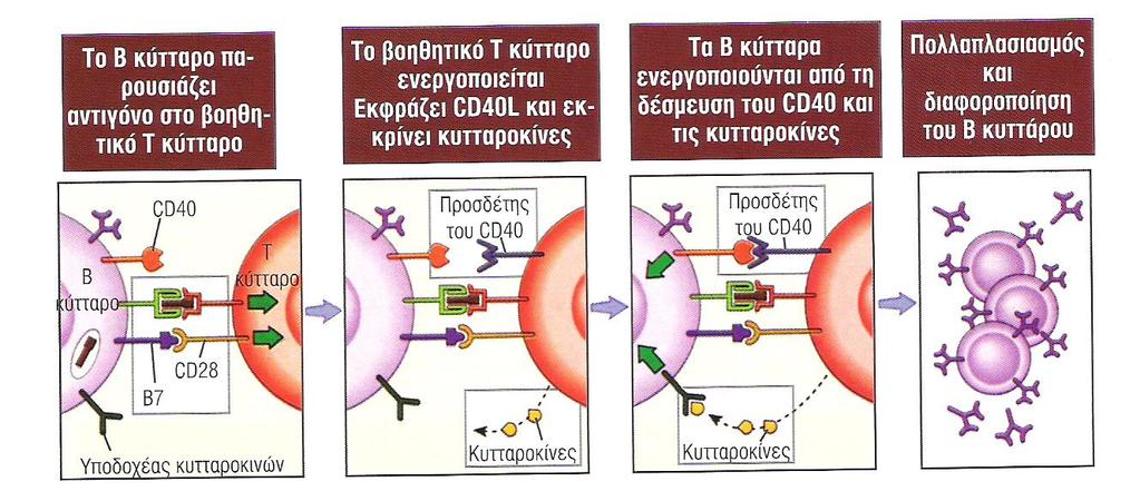 Οι μηχανισμοί ενεργοποίησης των Β λεμφοκυττάρων από τα Τ Η κύτταρα