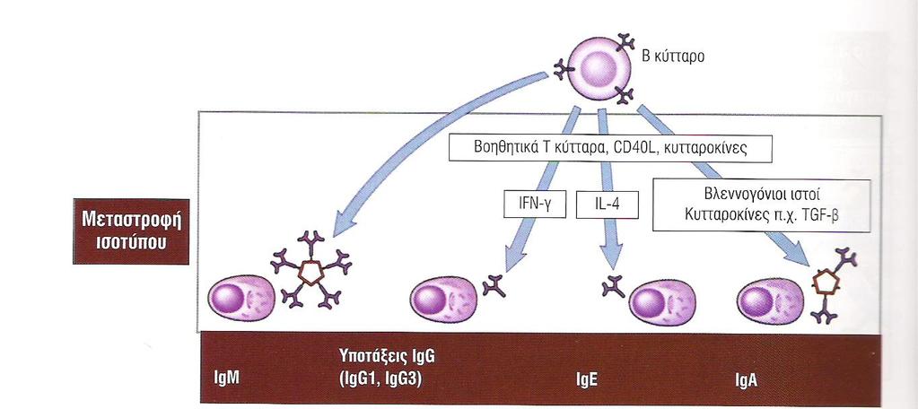 Μεταστροφή τάξης (ισότυπου) των βαριών αλυσίδων (για αποτελεσματική άμυνα). CD40L μεταλλάξεις: σύνδρομο φυλοσύνδετης υπερ-igm (και διαταραχή. κυτταρικής ανοσίας).