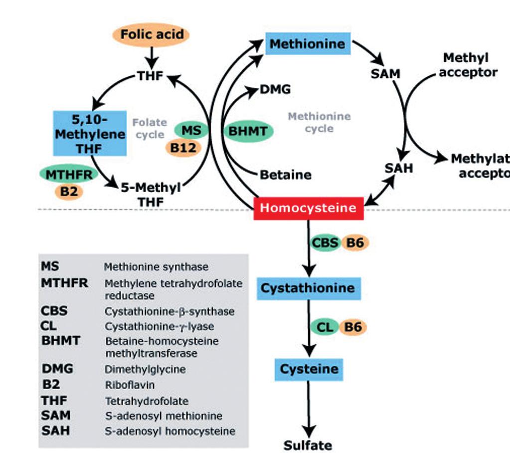 MTHFR C677T (Metyléntetrahydrofolát reduktáza) skupiny B je zvýšená hodnota homocysteínu v krvi, ktorá predstavuje nezávislý faktor vzniku kardiovaskulárnych chorôb.