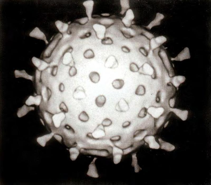 Ο ιός γρίπης (τύπος Β) Μεταλλάσσονται με ταχύτητα 2 3 φορές βραδύτερη από τους τύπους Α Σήμερα έχει διαπιστωθεί