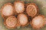 Ο ιός της γρίπης Orthomyxoviruses (ορθός, orthos, Greek for "straight"; μυξα, myxa, Greek for "mucus") Οικογένεια ιών RNA Περιλαμβάνει επτά γένη: Influenza virus A, Influenza