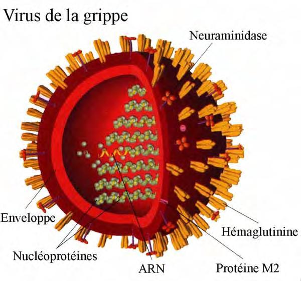 Οι δύο τύποι αντιγόνων του ιού της γρίπης Ενδοκυττάρια αντιγόνα νευραμινιδάση Προσδιορίζει τον τύπο: A, B ή C Ανοσογονικότητα + Επιφανειακά αντιγόνα Αιμαγλουτινίνη: ρόλος στην προσκόλληση του ιού
