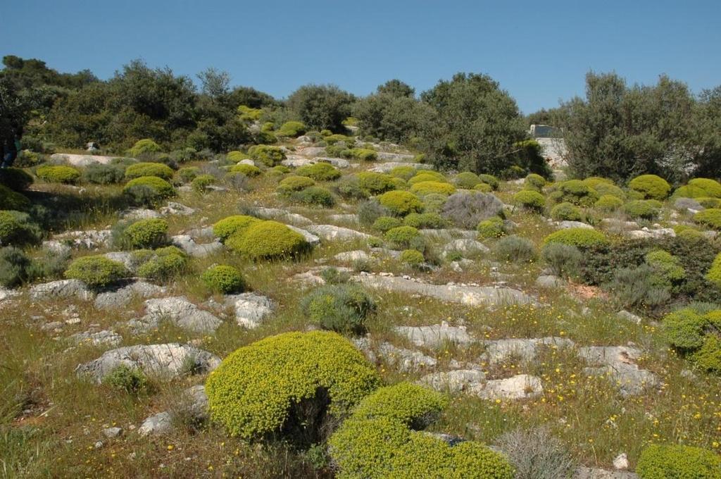 α) Υποζώνη Oleo-Ceratonion (ζώνη ελιάς χαρουπιάς, Θερμομεσογειακή ζώνη) (συν.