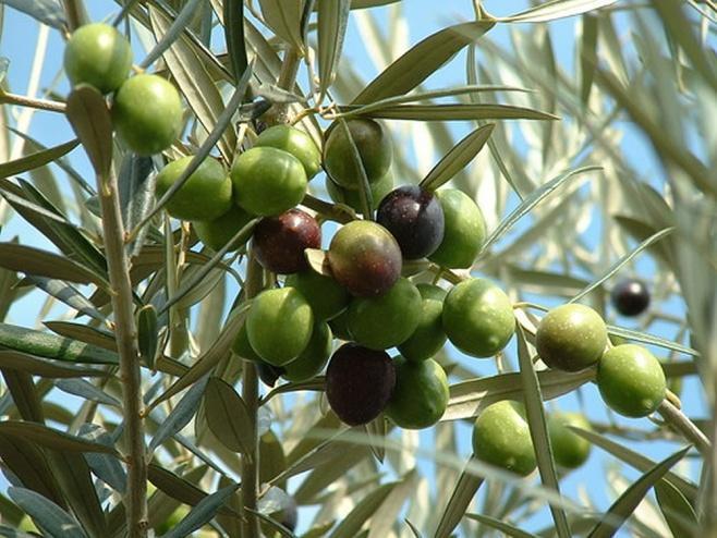 Παραμεσογειακή ζώνη (Quercetalia pubescentis) (συν.