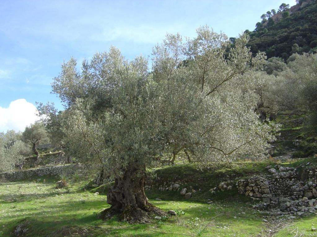 δέντρα της ζώνης, θεωρείται το αρχαιότερο