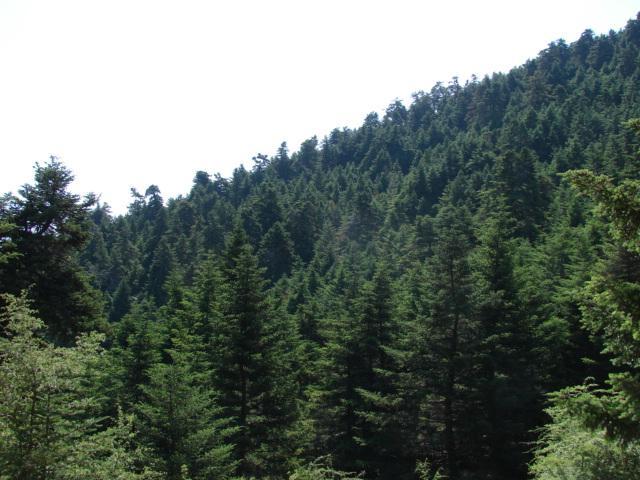 Δάσος κεφαλληνιακής Ελάτης στην περιοχή Μελανίτσας του Εθνικού Δρυμού
