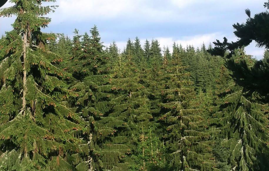 Δάσος ερυθρελάτης (Picea
