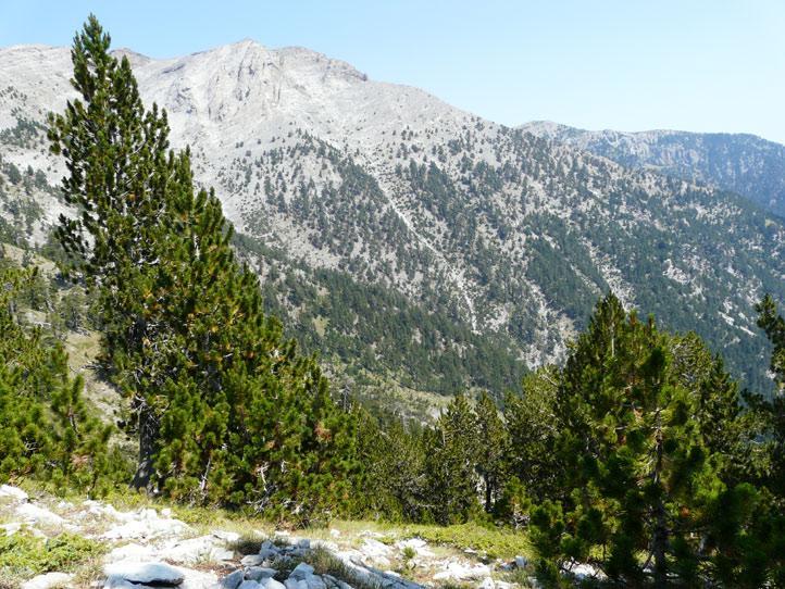 Δάσος με Pinus heldreichi