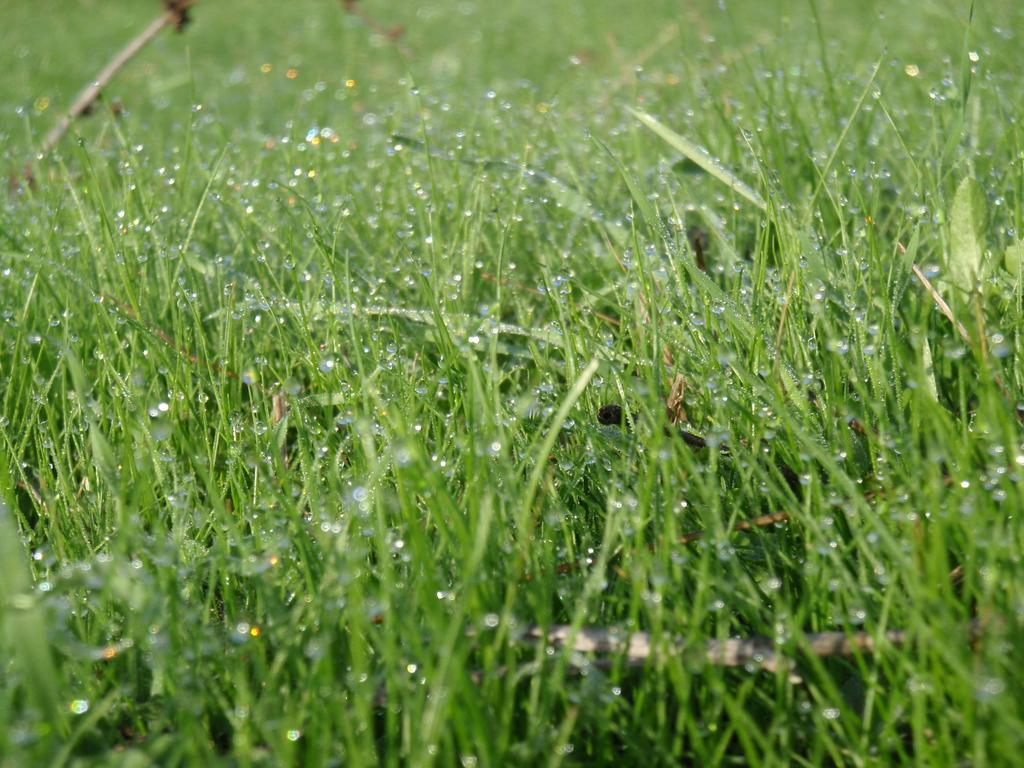 Reimann, C., Birke, M., Demetriades, A., Filzmoser, P. & O'Connor, P. (Editors), 2014. Chemistry of Europe's agricultural soils Part A: Methodology and interpretation o the GEMAS data set.