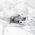 Niektoré psie športy ako je splashdogs (čo je skákanie do vody do diaľky) alebo scubadogs (potápanie do hĺbky pre aport) psy jednoducho milujú a robia ich šťastnými.