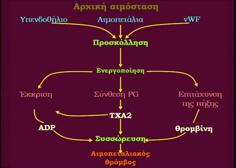 ΛΕΥΚΟΣ ΘΡΟΜΒΟΣ ΣΕ ΑΓΓΕΙΑ ΥΨΗΛΗΣ ΡΟΗΣ Η ασπιρίνη καταστέλει το ένζυµο κυκλοοξυγενάση (COX) µέσω ακετυλίωσης, το οποίο είναι απαραίτητο για την παραγωγή