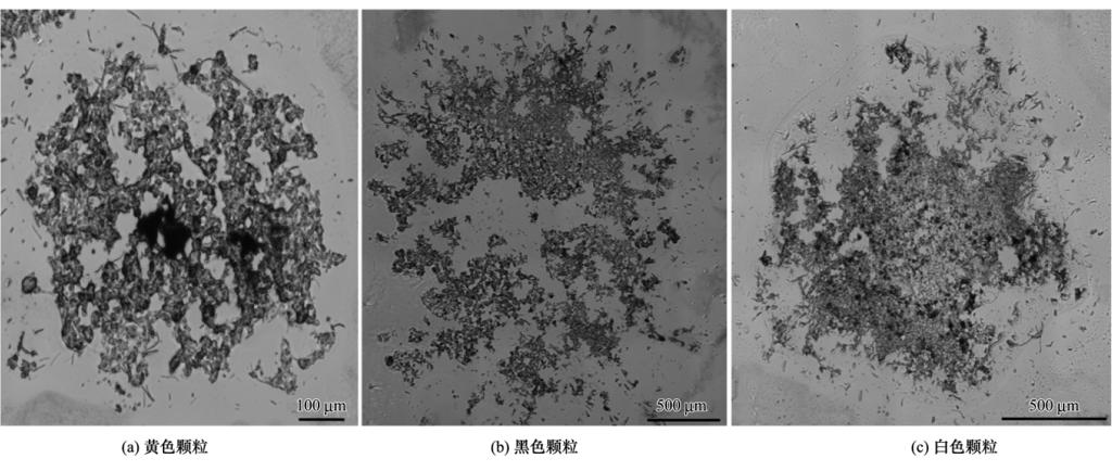 8 255 2 Ⅰ Ⅱ 20 ~ 0 210 ~ 260 225 ~ 285 min 2 2 Ⅲ 1 1 2 b Fig 1 1 Microscopic observation of different granules after cryosection Fig 2 2 Air-drying characteristics of different granules Table 2 2 1