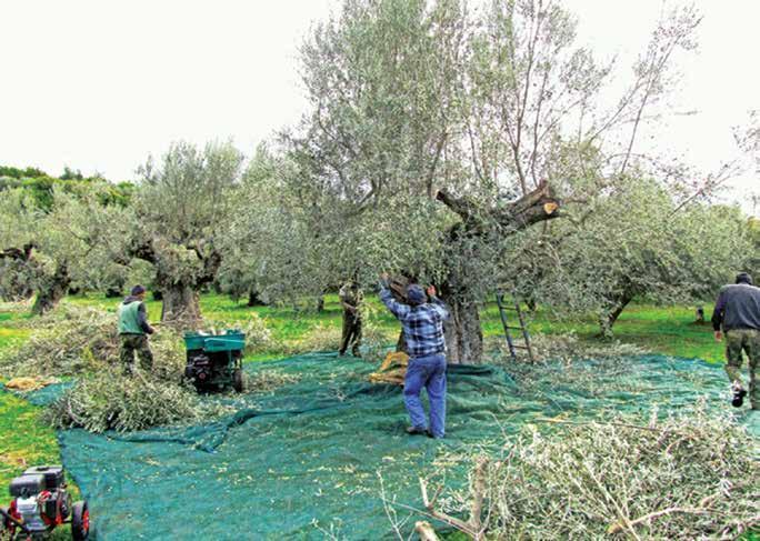 39 ρικό στις ελαιοπαραγωγικές περιοχές της χώρας, όπου τα πρώτα μηνύματα ήταν ιδιαίτερα αισιόδοξα, η «ΥΧ» συνεχίζει το ρεπορτάζ της στις ελληνικές περιφέρειες, καταγράφοντας την πορεία της