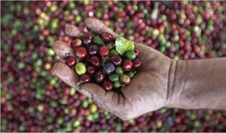 Η Ελαστικότητα στη πράξη: Μύκητας απειλεί τις φυτείες καφέ στην Κεντρική Αμερική