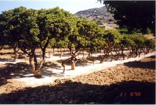 περιγραφή της ίδρυσης και λειτουργίας των Mastic Spa, καθώς και των Mastihashop, θυγατρικής εταιρίας της Ένωσης Μαστιχοπαραγωγών Χίου. ( Intenet, www.gummastic.