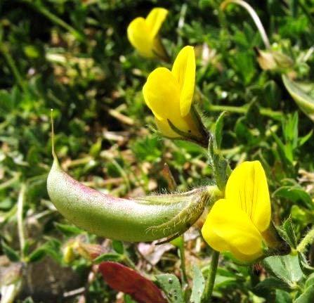 Το είδος Vicia faba (Εικόνα 23) προέρχεται από την Βόρεια Αφρική και την Νοτιοδυτική Ασία, αλλά καλλιεργείται σε µεγάλο βαθµό και σε άλλες περιοχές.