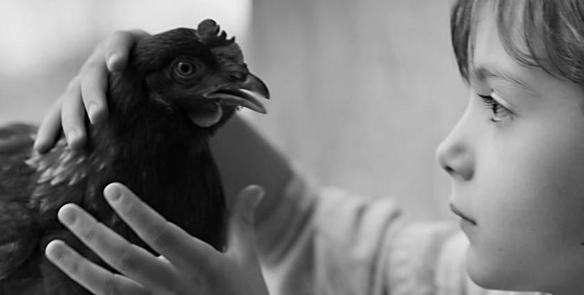 Νεανική Οθόνη / Thessaloniki IFF-2015 ID # 270 230 The Chicken [Η κότα] Γερμανία-Κροατία / Germany-Croatia 2014 Την ημέρα των έκτων γενεθλίων της, η Σέλμα δέχεται για δώρο μία ζωντανή κότα.