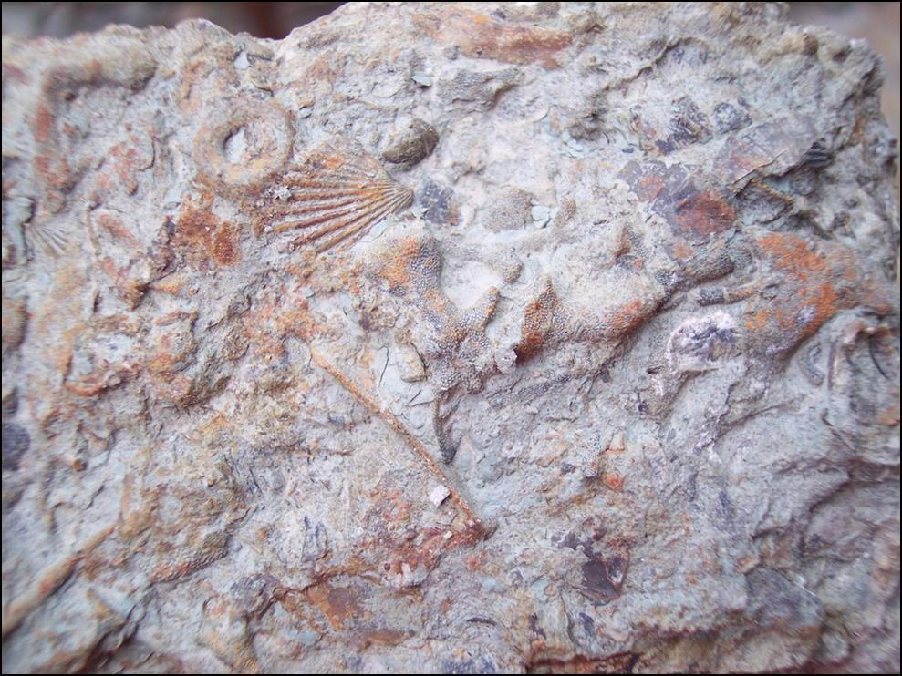 Τα περισσότερα απολιθώματα βρίσκονται σε ιζηματογενή πετρώματα Τα πετρώματα αυτά σχηματίζονται κάτω από χαμηλές θερμοκρασίες, με