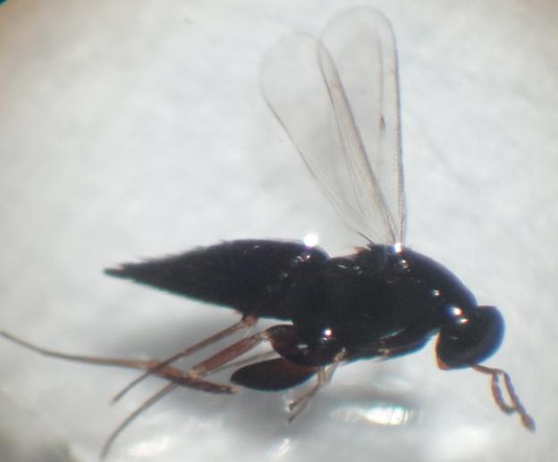 Ένα από αυτά βρέθηκε να είναι το Elasmus flabellatus (Εικ. 3.21) της υποοικογένειας Elasminae.