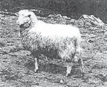 Do roku 1948 (Jurík 1968) sa doviezlo z Holandska 506 bahníc, 3288 jahniat a 50 plemenných varanov. Texelné barany pre potrebu kríženia sa odchovávali na ŠM Bajč, ( Vlkanovo), ŠM Beňadiková, okr.