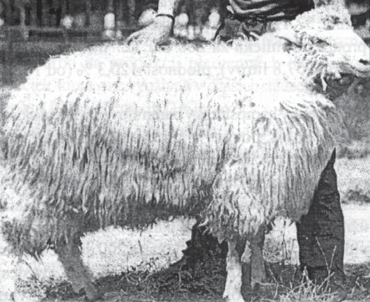 Do kontroly úžitkovosti bolo celkove zapojených 1210 čistokrvných bahníc plemena texel a 29 plemenných baranov.