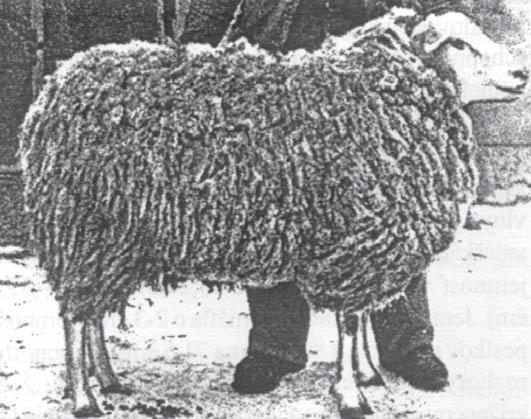 Ďalší z baranov ZV texelského typu. Plemenný baran ZV cheviotského typu. (zlý zdravotný stav) pre podmienky horských a podhorských oblastí.