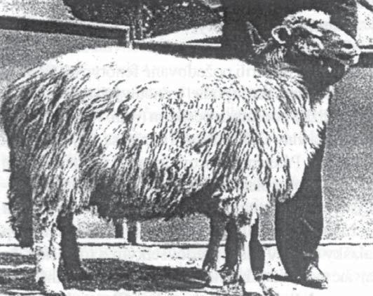 níc 37,6 kg, produkcia vlny 1,7 kg, produkcia mlieka 100 litrov, za dojnú periódu 51,9 litra) pripustené baranom plemena hampshire (801/8).