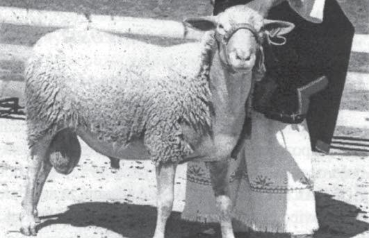Šampión AX 2002. Jedno z plemien, ktoré môžu zlepšovať mliekovú produkciu zošľachtených valašiek je lacaune. Baran genealogickej línie 212 pochádzal z Poľska (tzv.