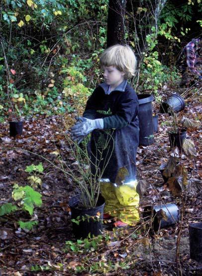 Miesto, na ktorom Seattle vyrástol, bolo pôvodne porastené ihličnatými Po odstránení sa brečtan ukladá na kompostovacie kopy 28 ENVIROMAGAZÍN 4/2009 pralesmi tvorenými prevažne duglaskou tisolistou