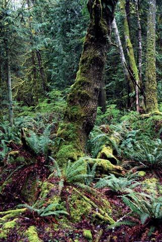 Jeden z parkov Seattlu, do ktorého sa invázne rastliny ešte nedostali a predstavitelia mesta si pomocou modelov nechali vysvetliť, že Seattle môže stratiť svoje parky, ak sa problému nebude venovať