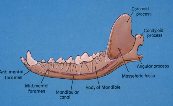 Lomovi mandibule Lom simfize