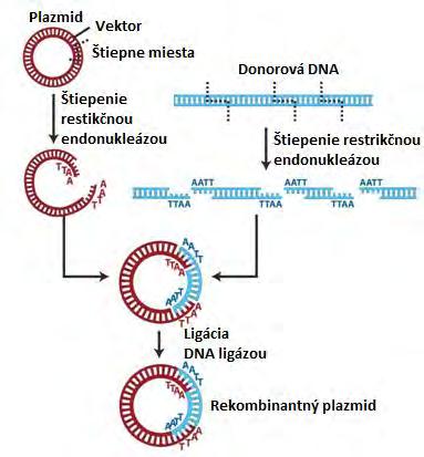 1 Základy manipulácie s genetickým materiálom Všetky živé organizmy sú tvorené autonómnymi živými systémami bunkami, tvorenými širokou škálou molekúl.