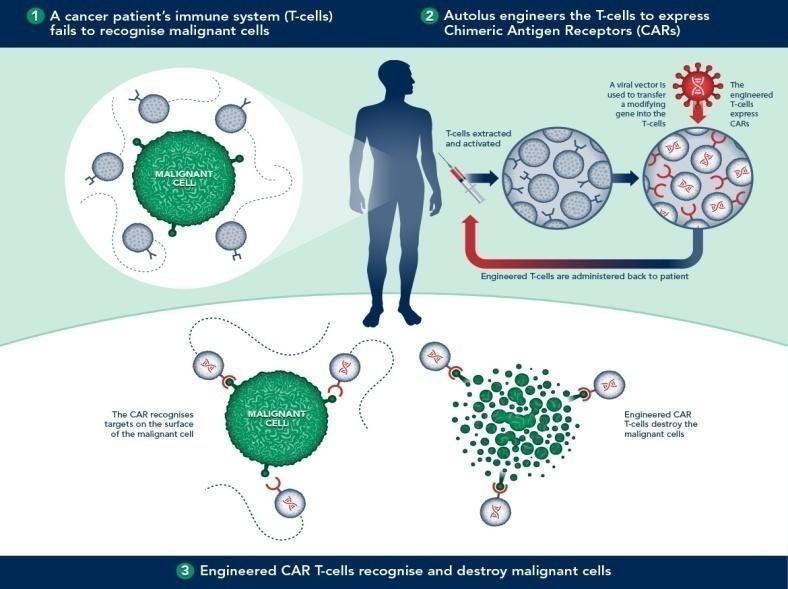 Συλλογή Τ κυττάρων από τον ίδιο τον ασθενή Γενετική τροποποίησή τους ώστε να αναγνωρίζουν καρκινικά αντιγόνα Έκπτυξή