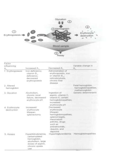 Γλυκοηυλιωμζνθ Αιμοςφαιρίνθ Measure of long- term mean glycaemia Predicts