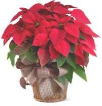 Altar Guild News The Altar Guild will once again, be decorating our Church with beautiful poinsettias and other donations for Christmas.