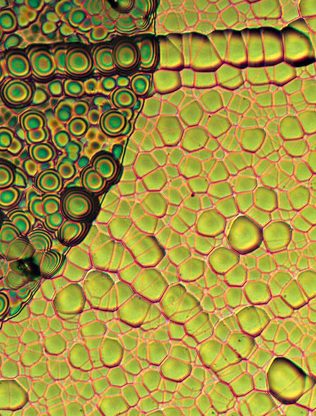 Tavo Romann VEETILK RÄNI PINNAL Tartu Ülikooli Keemia Instituudis optilise mikroskoobiga Meiji MX8500 tehtud pilt räni pinnast, mida on lihvimiseks veega niisutatud. Pildi suurem mõõde on 413 µm.