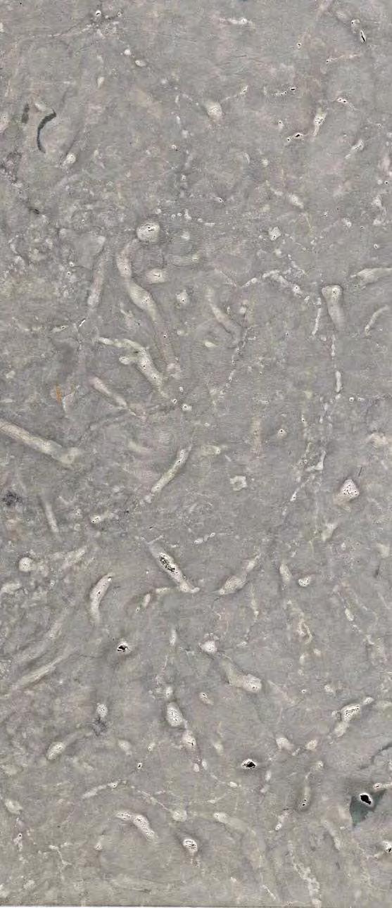 ORGITA DOLOPAAS Raikküla lademe Jõgeva kihtide Orgita kihistik. Tekkeaeg: 437 miljoni aastat tagasi Dolopaas Orgita karjääri alumisest osast. Rõhtne, kihilisusega paralleelne lõige.