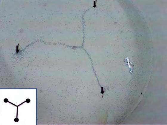 RUMALATE ÜHISTÖÖST SÜNNIB TERVIKU INTELLIGENTSUS Aju intelligentsus tekib paljude neuronite koostöö käigus.